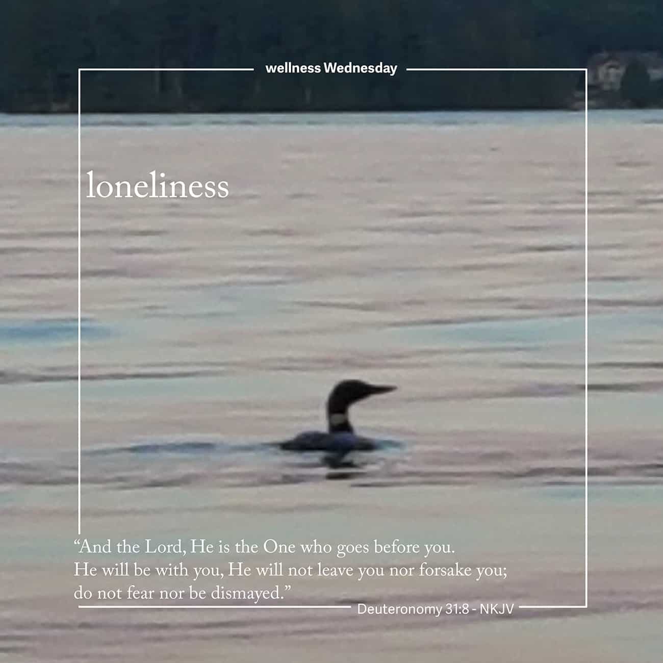 A single duck in the water