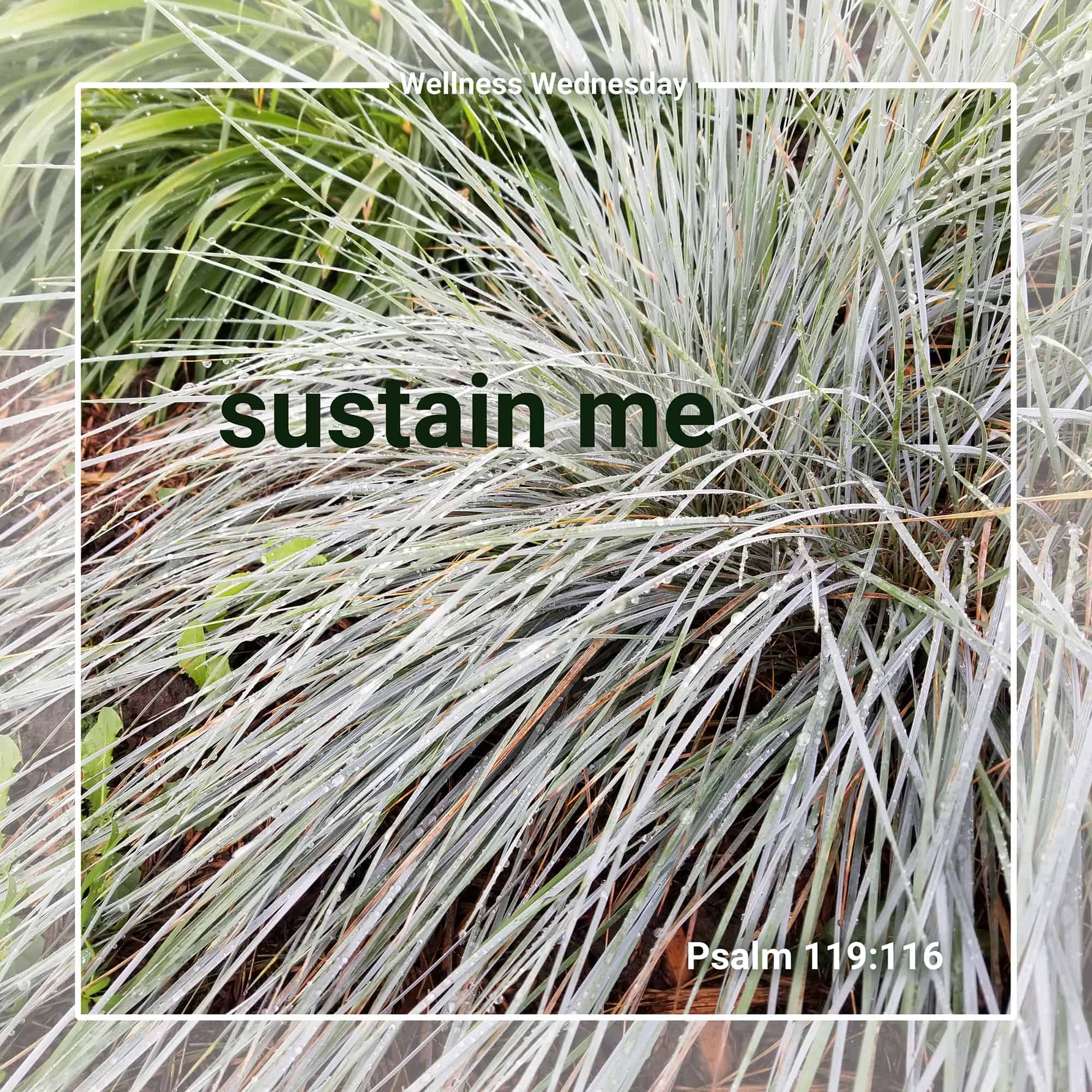WellnessWednesday Sustain Me wellnesswednesday-sustain-me