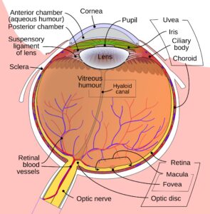 Diagram of the human eye in English. It shows the lower part of the right eye after a central and horizontal section.